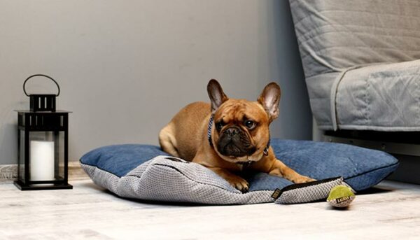 coussin confortable pour chien