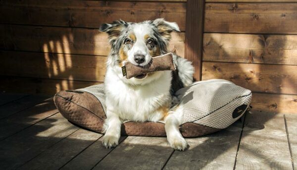 coussin design qualite chien