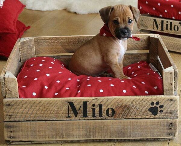 Panier pour chien en bois recyclé