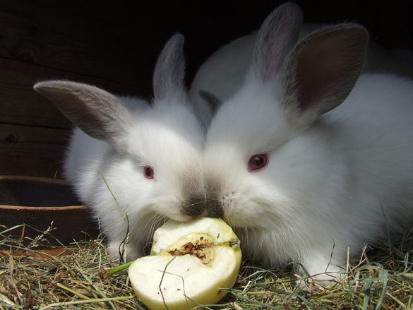 Dossier Complet L Alimentation Du Lapin Nain Animaniacs