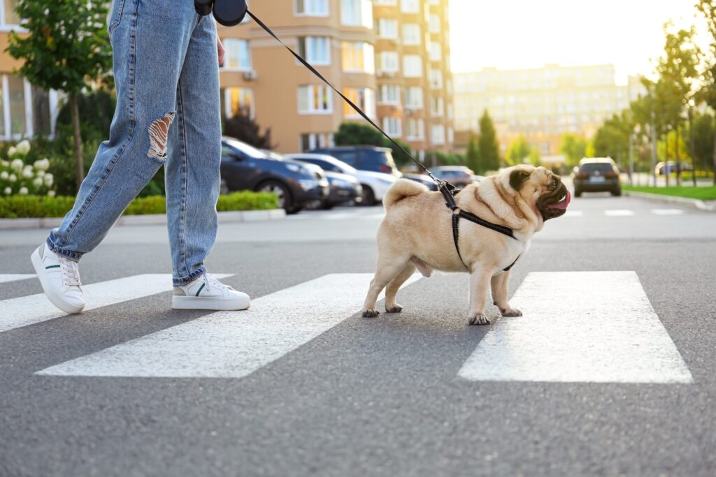 chien en laisse