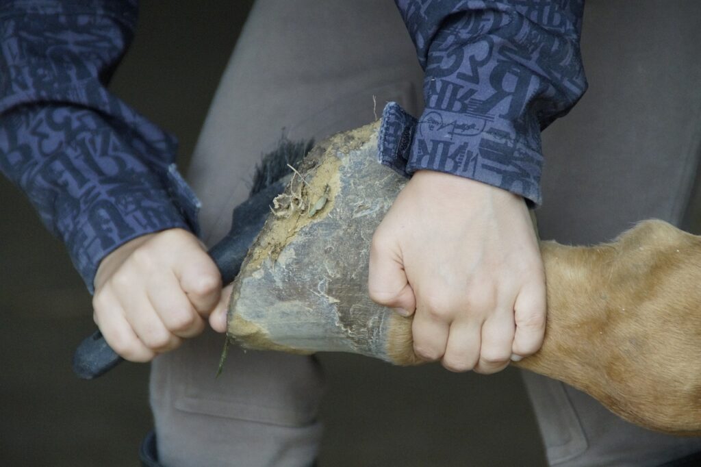 curer le sabot d'un cheval