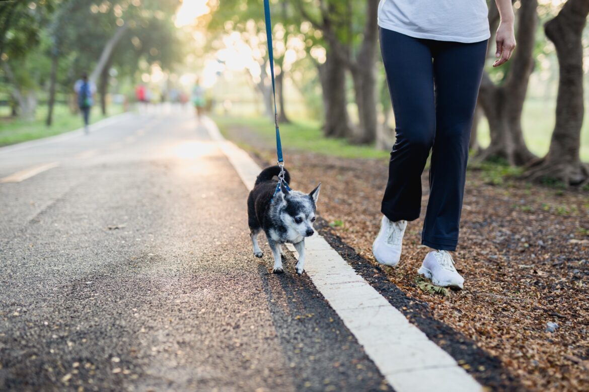 promener son chien