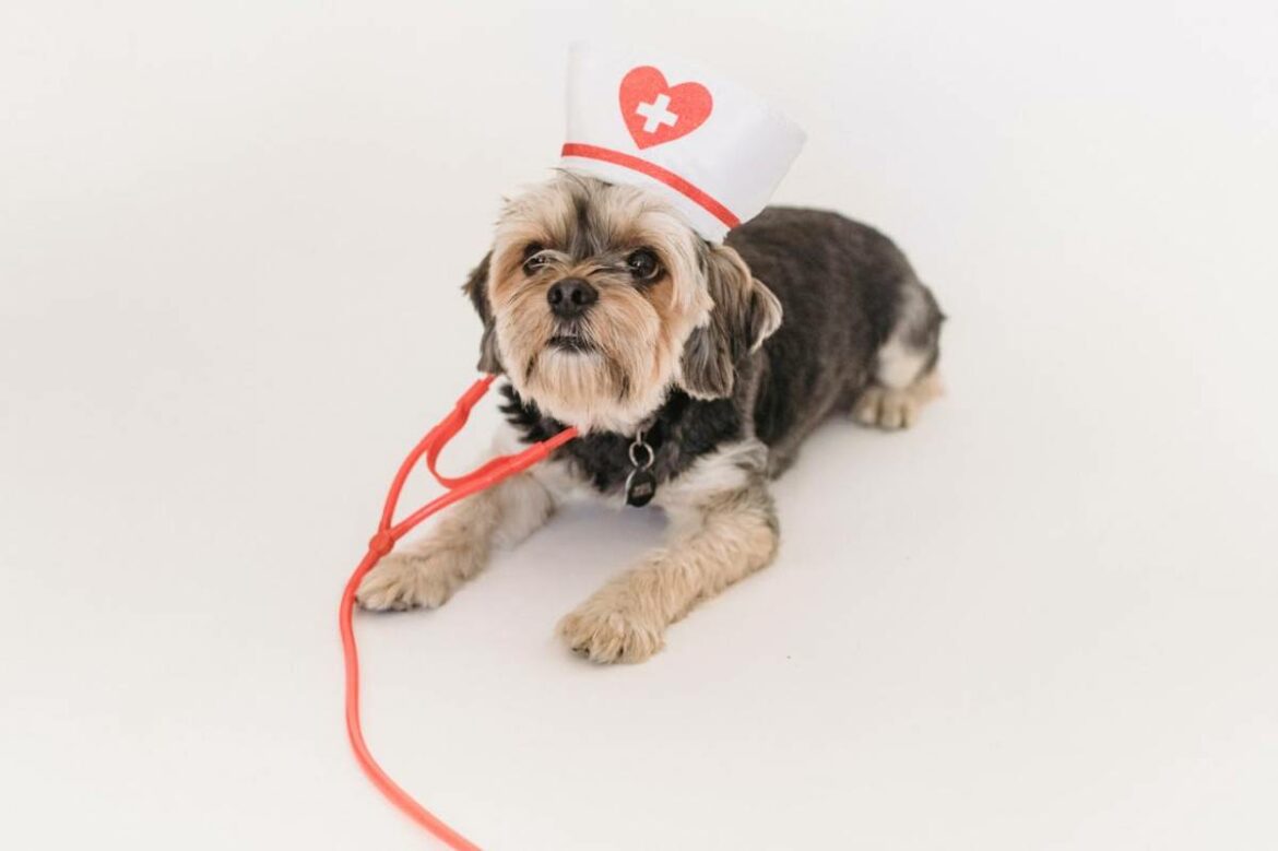 chien avec déguisement santé