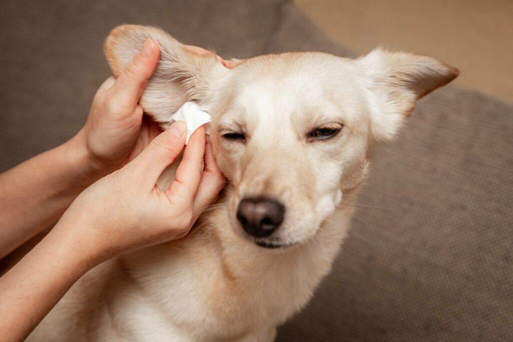 chien qui se fait nettoyer les oreilles