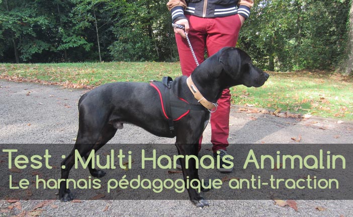 Test : Multi Harnais Animali - Harnais pour chien