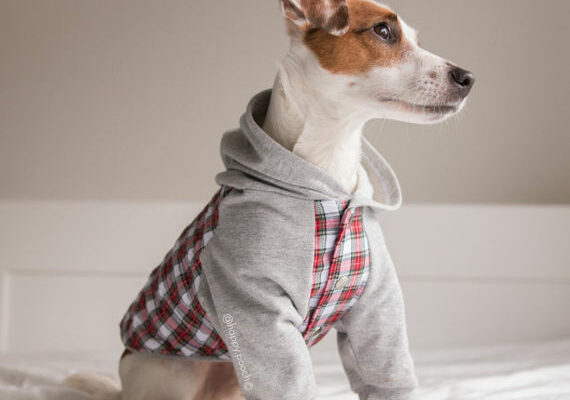 sweat capuche flanelle chien