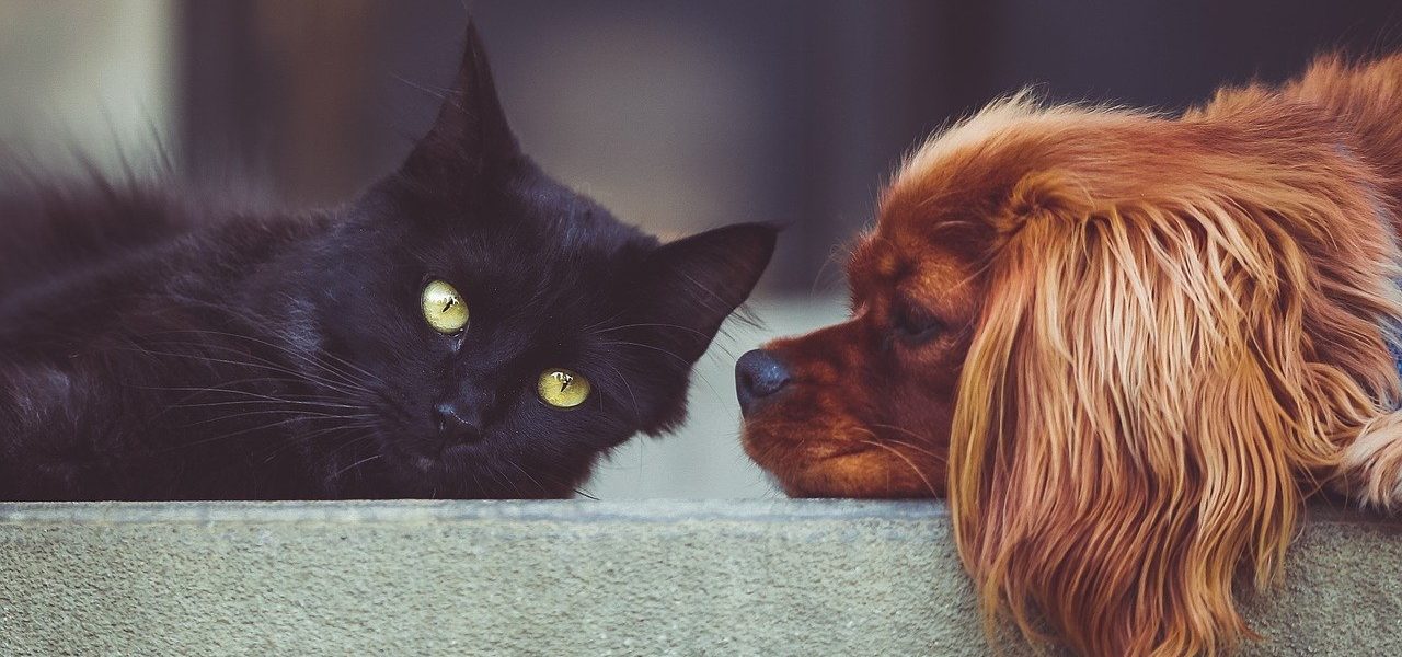 Chat noir et chien allongés