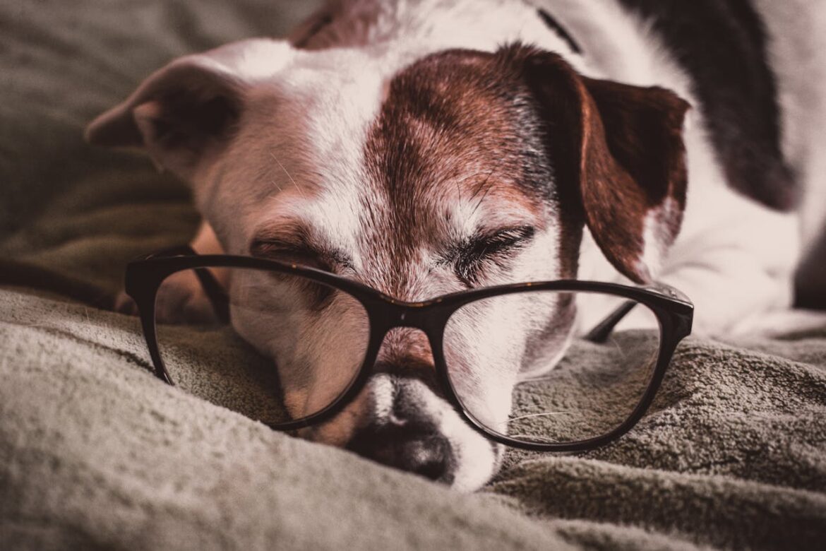 chien avec des lunettes